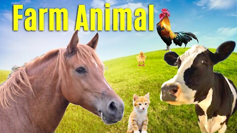 Som dos Animais - Animais da Fazenda - Farm Animal