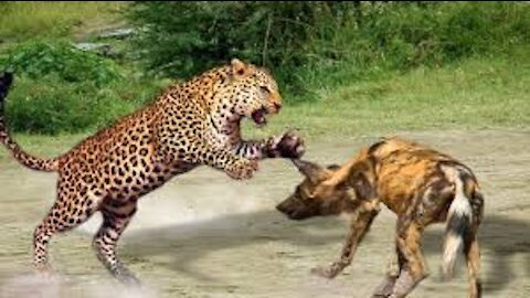 Wild Dogs vs Leopard Hyena accidentally rescued Warthog From Leopard Wild Animals 2021