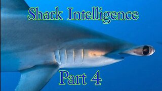 Shark Intelligence Part 4
