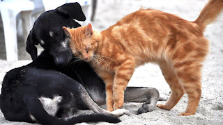 Group proposes taking on animal sheltering for Fort Pierce, St. Lucie County