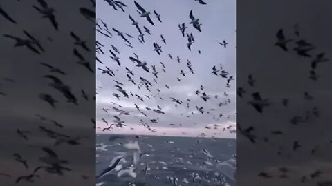 1Very nice view of birds in the middle of the ocean