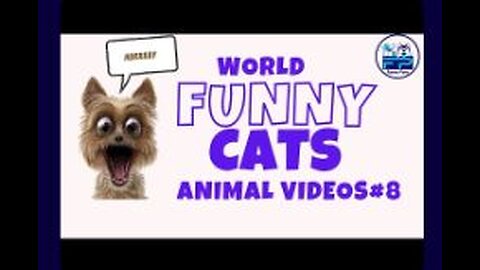 Funny videos cats and dogs