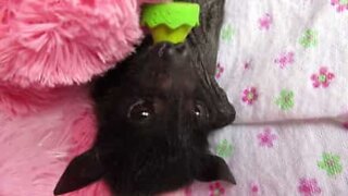 Morcego bebé resgatado na Austrália