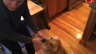 Dog Loves All The Attention
