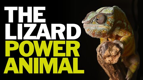 The Lizard Power Animal