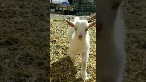 #babygoats #babygoat #goats #homesteadlife #homesteading #farmlife #farmanimals #cuteanimals
