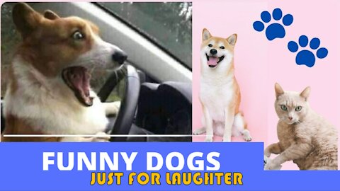 FUNNY DOGS EPISODE 1