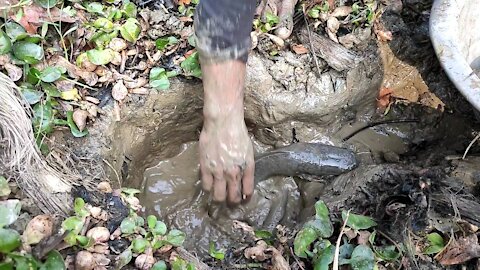 Dry Season Mud Hand Fishing Skills