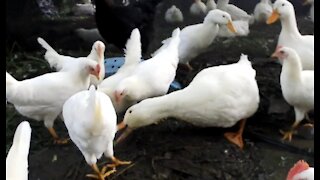 Ducks and Chickens eating Romaine Lettuce
