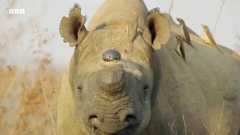 Why Removing a Rhino's Horn Might Just Save it | Planet Earth 3 | Behind The Scenes | BBC Earth 🌍🌍