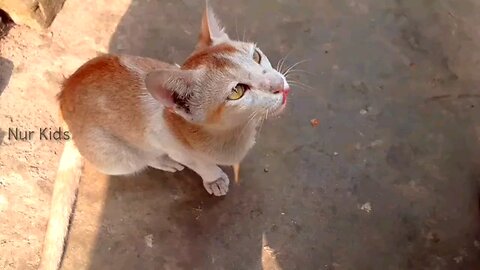 Cat angry on baby #cat