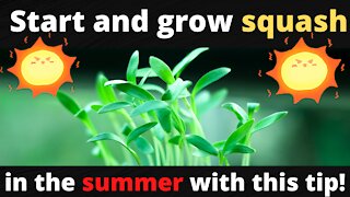 Start and grow squash during the summer with this tip!