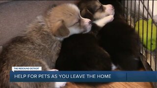 Rebound Detroit: Help for pets as you leave the home