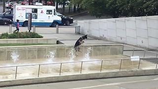 Happiest dog ever plays in water fountain