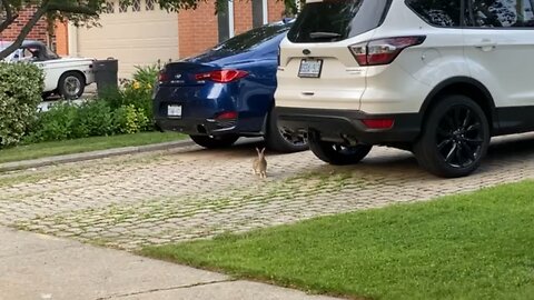 Morkie chases rabbit!