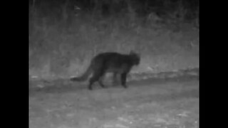 Trail Cameras 3 and 4 #farm #bush #offgridhomestead #offgrid #wildlife #trailcam #feralcats