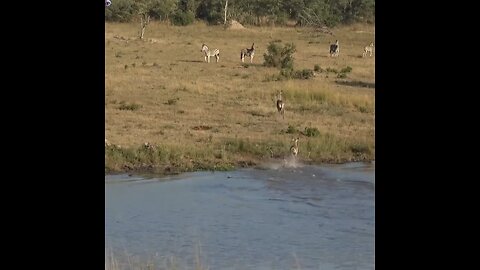 wild dogs hunting strategies