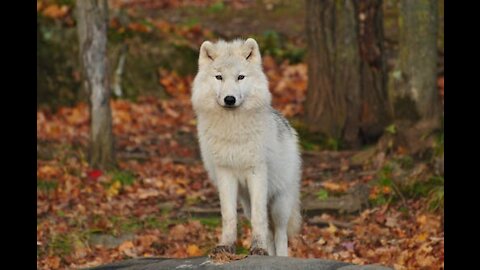 White Dog Playing on the Grass