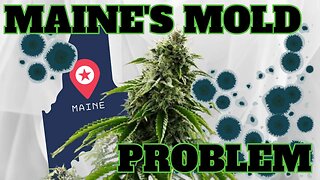 Maine's Marijuana Mold Mayhem: Is Your Medical Pot Contaminated? 🤢🌿