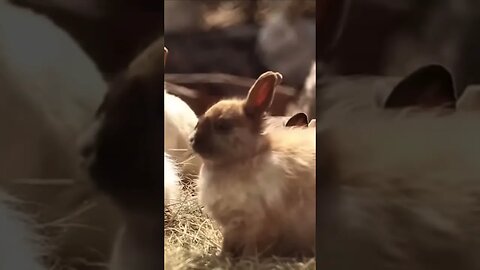 Amazing animals, cute sounds / rabbit