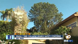 Deadly tree collapse sparks safety concerns in Del Mar