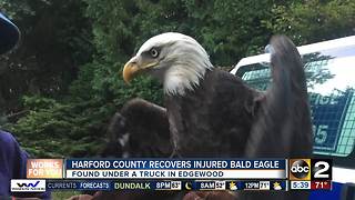 Harford County Animal Control Officer rescues Bald Eagle