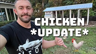 Backyard Chickens - UPDATE - My Chickens, My Coop, What is Working & What is Not.