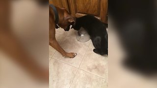 A Cat And A Dog Play With A Mouse Trapped Under A Glass Bowl