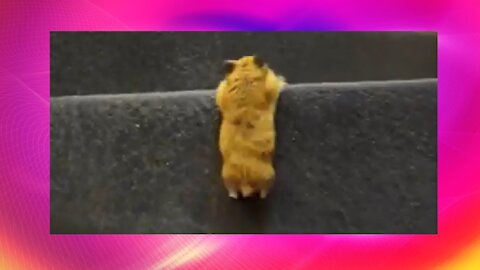 ♥♥Cute and Adorable Hamster - Climbing Stairs♥♥
