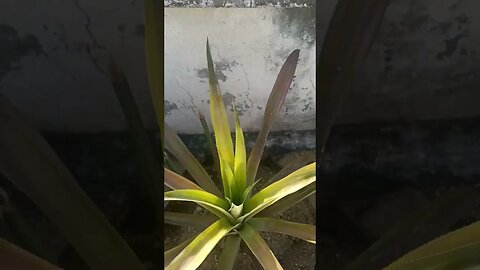 Ananas Plant Video | अनानास | Kheti Power