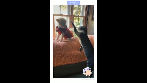 funny cats and dogs videos