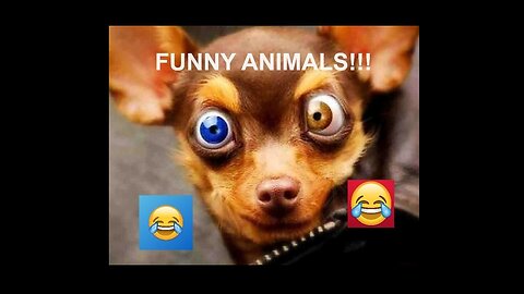 Funny Animals Does Crazy Things!!!