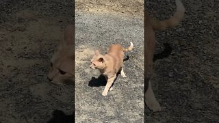 Chilled cat reacts to dog bark