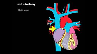 Heart Anatomy