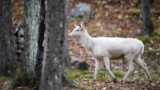 Rare albino deer caught on film in USA