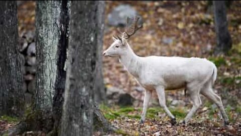 Rare albino deer caught on film in USA