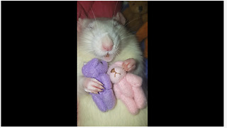 Pet rat cuddles with his teddy bear friends