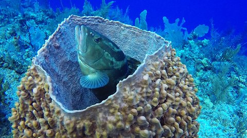 Nassau grouper fish finds unusual spot to ambush prey
