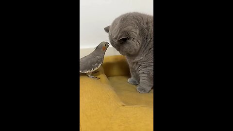 cute cat and parrot 💓