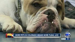 More people, more dogs, more parasites: Protecting dogs amid Colorado’s growth