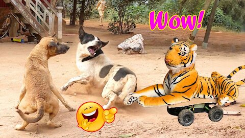 Fake tiger prank on dog.funny video.comedy video.😂