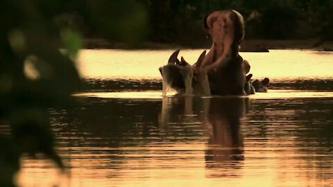 Dominant hippo bull performs wide-mouth yawn to show off his tusks