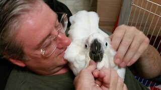Baby cockatoo leans how to use his voice and wings