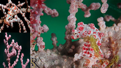 Pygmy Seahorses- Masters of Camouflage - ScenicReflections