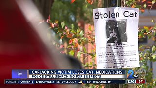 Woman desperately looking for cat following carjacking in Mt. Vernon
