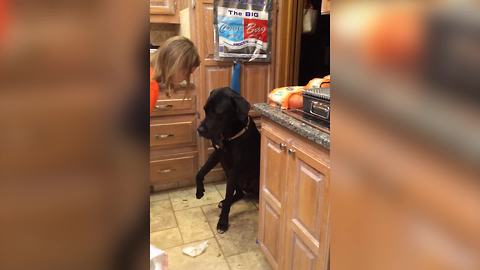 A Woman Scolds Her Dog For Making A Mess From The Trash Can