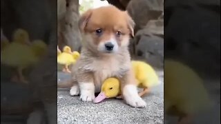 Puppy And Duckling Are Best Friends #short #shorts