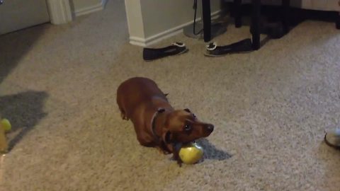 A Dachshund Won’t Share An Apple With Her Owner