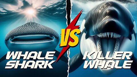 Killer Whale vs Whale Shark - Who Will Win?