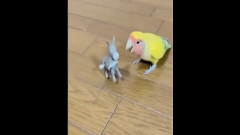 Parrot playing with donkey doll ..... very cute